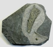 Eldredgeops Trilobite and Sponge