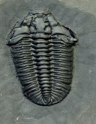 Gravicalymene Trilobite with Preserved Microconchid Epibiont