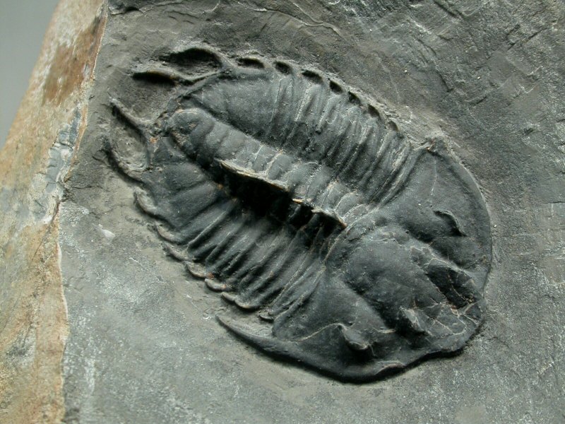 Dorypyge swasii Trilobite Marjum Formation Utah