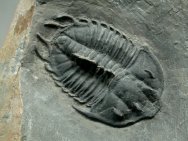 Dorypyge swasii Trilobite from the Marjum Formation