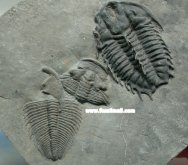 Dorypyge and Altiocculus Trilobites