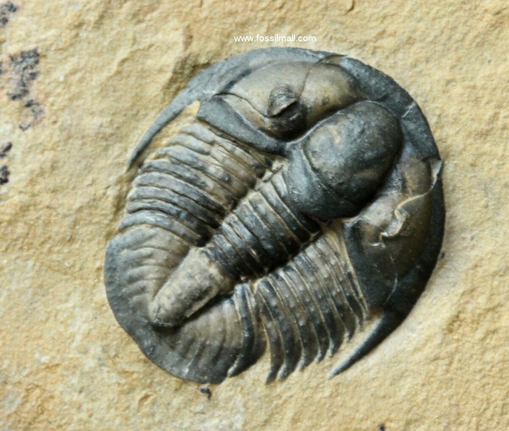 Genevievella