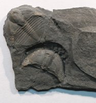 Cryptolithus Trilobites