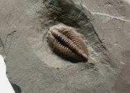 Pseudocybele Trilobite from Nevada