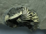 Pyritized Eldredgeops Trilobite with Preserved Sensory Bristles