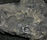 Rare Ceraurus Trilobites 