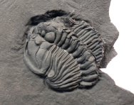Gravicalymene magnotuberculata Trilobite
