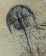 Norwoodia bellaspina Trilobite