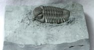 Eldregeops (Phacops) rana Trilobite
