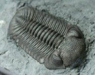 Eldregeops rana Trilobite