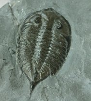 Silurian Dalmanites limulurus Trilobite from Rochester Shale New York