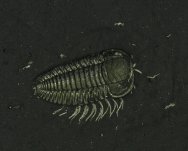Triarthrus Trilobite with Preserved Gill Filaments