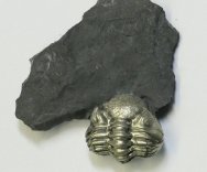 Pyritized Eldregeops Trilobite