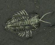 Trilobite with Preserved with Legs and Antennae