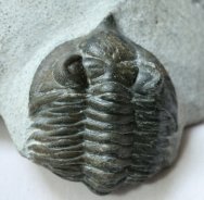 Kolihapeltis rabatensis Trilobite