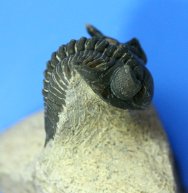 New Species Kayserops tamnrherta Trilobite