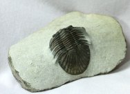 Scabriscutellum Moroccan Trilobite 