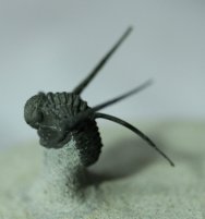 Cyphaspis eberhardiei Trilobite