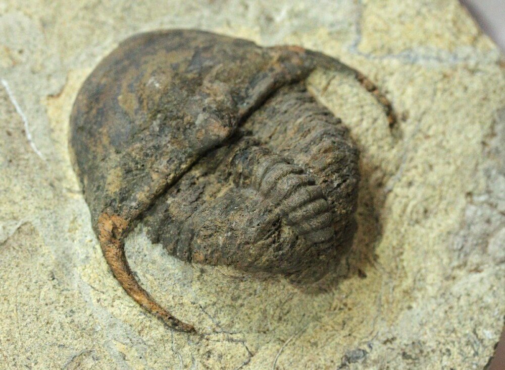 Ancient Trinucleid Trilobite from Morocco