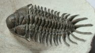 Crotalocephalus africanus Trilobite