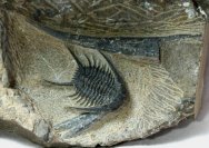 Chlustinia keyserlingi Trilobite