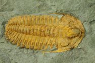 Hamatolenus Cambrian Trilobite