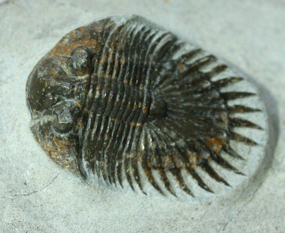 Thysanopeltis Trilobite