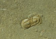 Undescribed Agnostid Trilobite