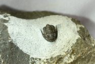 Cornuproetus Trilobite 