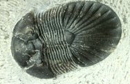 Undescribed Metascutellum Trilobite