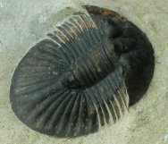 Platyscutellum Trilobite