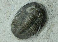 Tropidocoryphe Trilobite