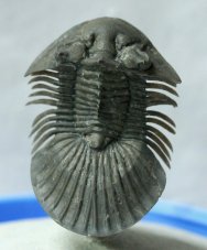 Platyscutellum Moroccan Trilobite