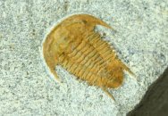 Myopsolenites altus Trilobite