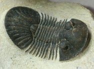 Paralejurus spatuliformis Trilobite