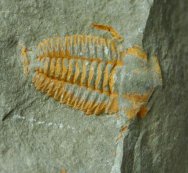 Ornamentaspis Trilobite