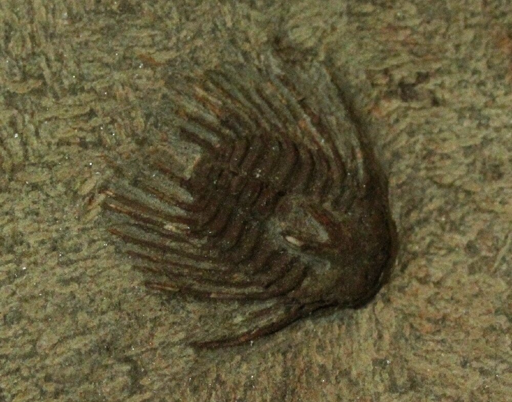 Selenopeltis gallica 