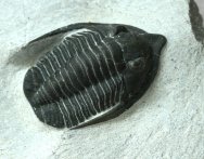Diademaproetus antatlasius Trilobit