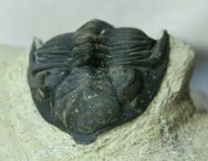 Metacanthina issoumourensis Trilobite