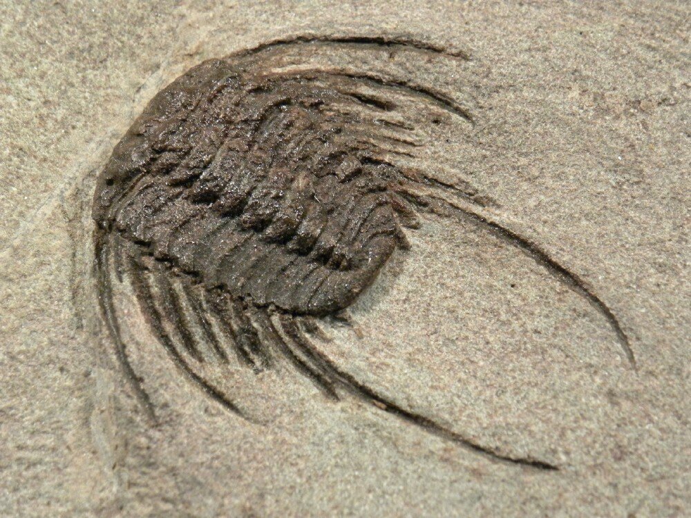 Rare Selenopeltis Trilobite