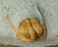 Marrolithus Trilobite from Morocco