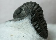 Calmoniidae Moroccan Trilobite