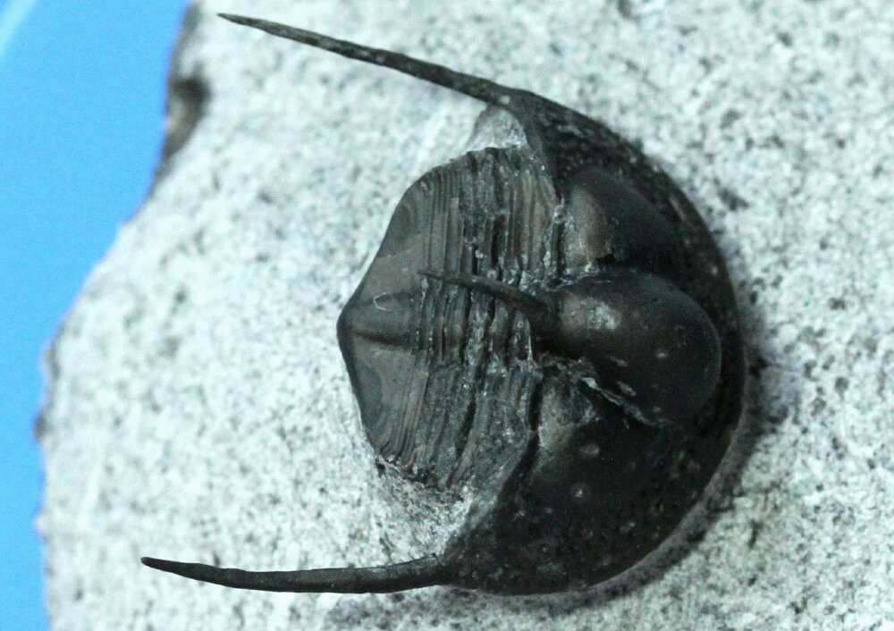 Onnia Moroccan Trilobite