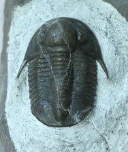 Proetid Moroccan Trilobite