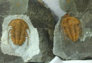 Hamatolenus vincenti Trilobite