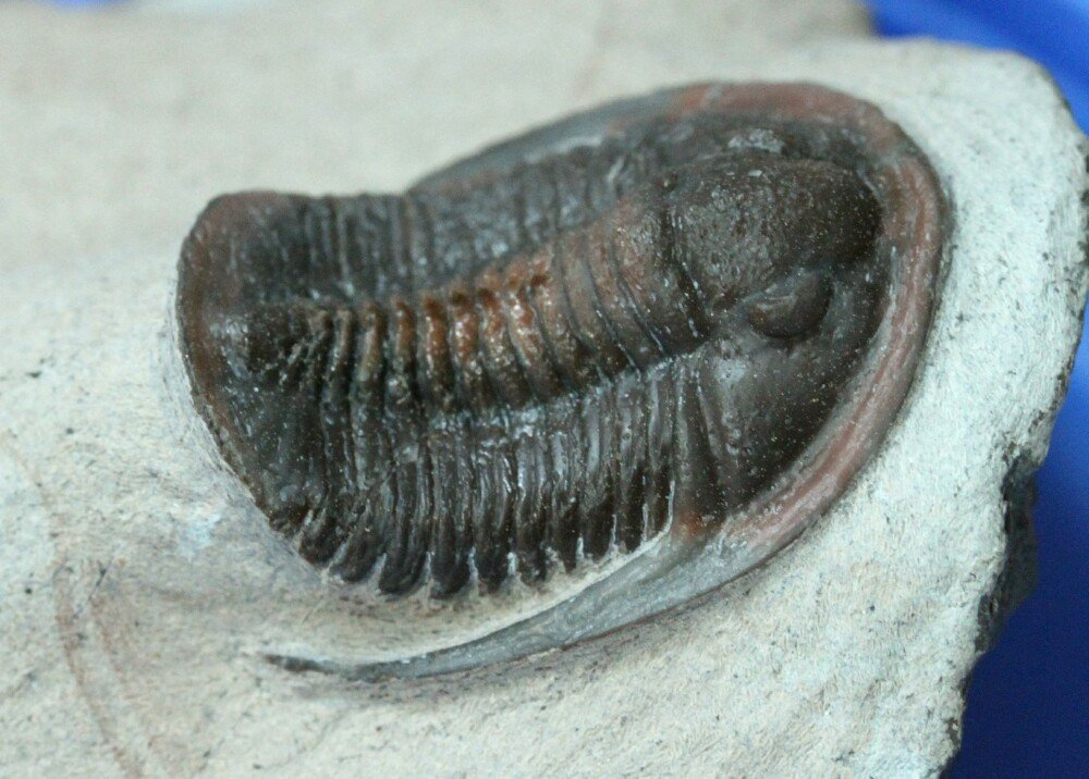 Piriproetus Trilobite