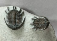 Basseiarges mellishae Museum Trilobites