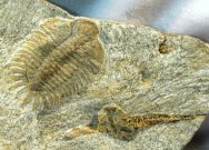 Rare Pateraspis Trilobite