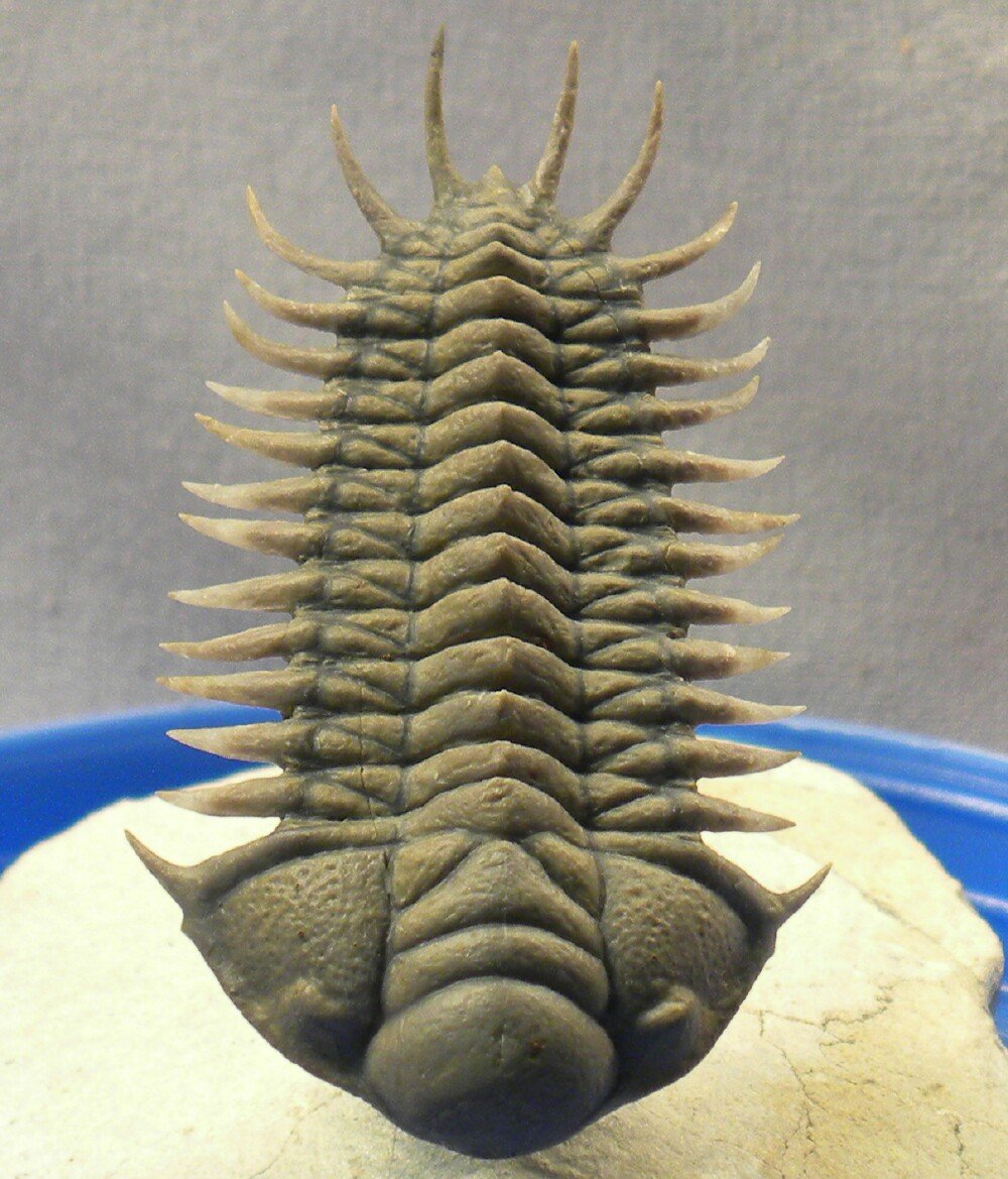 Crotalocephalus Museum Trilobite