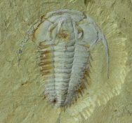 Redlichia mansuyi Trilobite